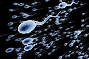 spermogram-spermatozoidi-slika-urolog