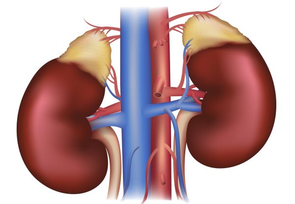 Kidneys and adrenal glands, blood supply. Detailed medical illustration. Isolated on a white background.
