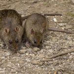 KADA je ČULA svadju mame i tate nije joj bilo DOBRO , ostala je U ŠOKU!