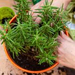 Veruje se da ove 2 biljke privlače bogatstvo i sreću u kuću: Veoma je važno na kom mestu stoje