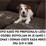 Evo kako psi prepoznaju lošu osobu: Dovoljan im je samo 1 znak i odmah osete kada neko ima zlo u sebi