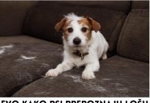 Evo kako psi prepoznaju lošu osobu: Dovoljan im je samo 1 znak i odmah osete kada neko ima zlo u sebi