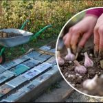 Bijeli luk za zimu sadim samo preko NOVINSKOG TRIKA! Savršena metoda sadnje za sve zaposlene ljude Bijeli luk za zimu sadim samo preko NOVINSKOG TRIKA! Savršena metoda sadnje za sve zaposlene ljude - featured image