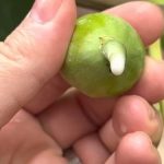 EVO KAKO SE RIJEŠITI PRIRODNO VIRUSNIH BRADAVICA: Pravilna Primjena Smokvinog Mlijeka EVO KAKO SE RIJEŠITI PRIRODNO VIRUSNIH BRADAVICA: Pravilna Primjena Smokvinog Mlijeka - featured image