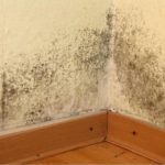 Nikada se ne biste sjetili: Vlage i buđi se najlakše možete riješiti ovim začinom Nikada se ne biste sjetili: Vlage i buđi se najlakše možete riješiti ovim začinom - featured image