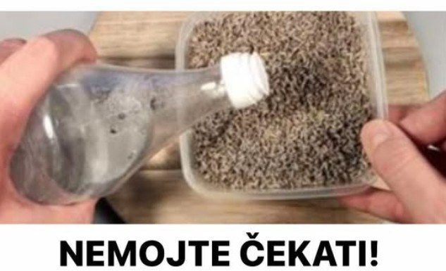 NEMOJTE ČEKATI! Pomiješajte ocat i lavandu i bit ćete mi zauvijek zahvalni NEMOJTE ČEKATI! Pomiješajte ocat i lavandu i bit ćete mi zauvijek zahvalni - featured image