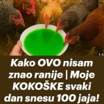 Kako OVO nisam znao ranije moje KOKOŠKE svaki dan snesu 100 jaja! Kako OVO nisam znao ranije moje KOKOŠKE svaki dan snesu 100 jaja! - featured image