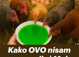 Kako OVO nisam znao ranije moje KOKOŠKE svaki dan snesu 100 jaja! Kako OVO nisam znao ranije moje KOKOŠKE svaki dan snesu 100 jaja! - featured image