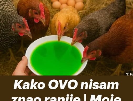 Kako OVO nisam znao ranije moje KOKOŠKE svaki dan snesu 100 jaja! Kako OVO nisam znao ranije moje KOKOŠKE svaki dan snesu 100 jaja! - featured image
