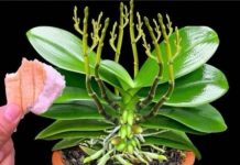 Stavite 1 komad ispod orhideje! Odjednom izraste 100 grana i cvjeta cijele godine Stavite 1 komad ispod orhideje! Odjednom izraste 100 grana i cvjeta cijele godine - featured image