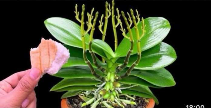 Stavite 1 komad ispod orhideje! Odjednom izraste 100 grana i cvjeta cijele godine - featured image