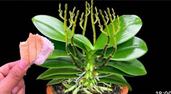 Stavite 1 komad ispod orhideje! Odjednom izraste 100 grana i cvjeta cijele godine Stavite 1 komad ispod orhideje! Odjednom izraste 100 grana i cvjeta cijele godine - featured image