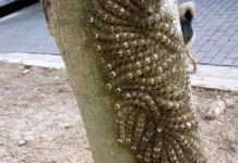 Moja ćerka je skoro dotakla opasni fenomen na drvetu – šta svako treba da zna Moja ćerka je skoro dotakla opasni fenomen na drvetu – šta svako treba da zna - featured image