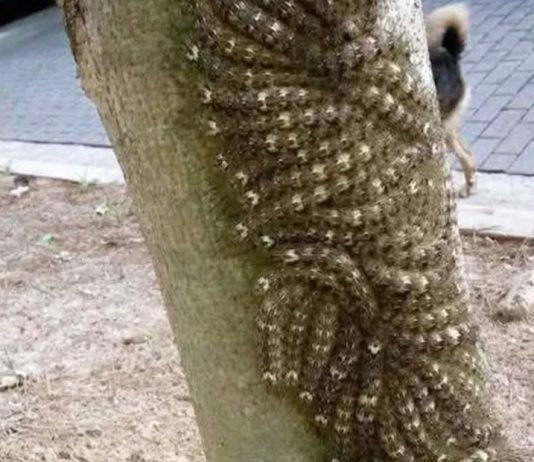 Moja ćerka je skoro dotakla opasni fenomen na drvetu – šta svako treba da zna Moja ćerka je skoro dotakla opasni fenomen na drvetu – šta svako treba da zna - featured image