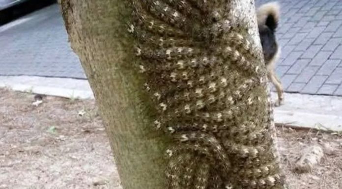 Moja ćerka je skoro dotakla opasni fenomen na drvetu – šta svako treba da zna Moja ćerka je skoro dotakla opasni fenomen na drvetu – šta svako treba da zna - featured image