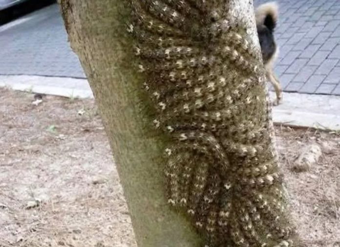 Moja ćerka je skoro dotakla opasni fenomen na drvetu – šta svako treba da zna - featured image