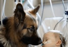 Dječak je ostao živ samo zahvaljujući aparatima za održavanje života, a ljekari su već izgubili svaku nadu. Ali kada je njegov pas ušao u sobu, dogodilo se nešto neočekivano 😱😢 Dječak je ostao živ samo zahvaljujući aparatima za održavanje života, a ljekari su već izgubili svaku nadu. Ali kada je njegov pas ušao u sobu, dogodilo se nešto neočekivano 😱😢 - featured image