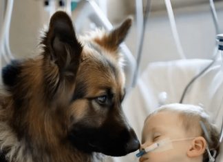 Dječak je ostao živ samo zahvaljujući aparatima za održavanje života, a ljekari su već izgubili svaku nadu. Ali kada je njegov pas ušao u sobu, dogodilo se nešto neočekivano 😱😢 Dječak je ostao živ samo zahvaljujući aparatima za održavanje života, a ljekari su već izgubili svaku nadu. Ali kada je njegov pas ušao u sobu, dogodilo se nešto neočekivano 😱😢 - featured image