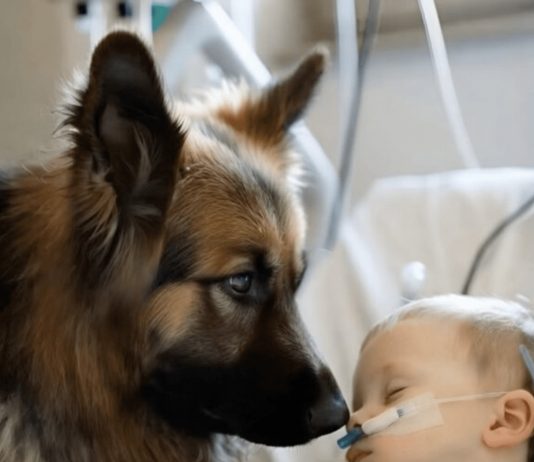 Dječak je ostao živ samo zahvaljujući aparatima za održavanje života, a ljekari su već izgubili svaku nadu. Ali kada je njegov pas ušao u sobu, dogodilo se nešto neočekivano 😱😢 Dječak je ostao živ samo zahvaljujući aparatima za održavanje života, a ljekari su već izgubili svaku nadu. Ali kada je njegov pas ušao u sobu, dogodilo se nešto neočekivano 😱😢 - featured image