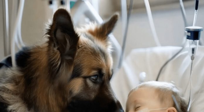 Dječak je ostao živ samo zahvaljujući aparatima za održavanje života, a ljekari su već izgubili svaku nadu. Ali kada je njegov pas ušao u sobu, dogodilo se nešto neočekivano 😱😢 Dječak je ostao živ samo zahvaljujući aparatima za održavanje života, a ljekari su već izgubili svaku nadu. Ali kada je njegov pas ušao u sobu, dogodilo se nešto neočekivano 😱😢 - featured image