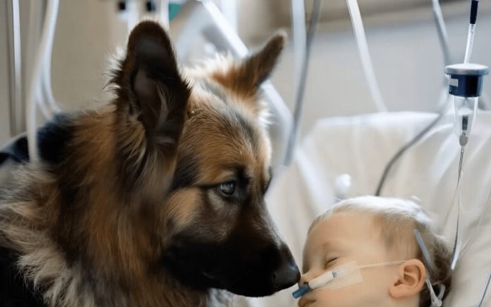 Dječak je ostao živ samo zahvaljujući aparatima za održavanje života, a ljekari su već izgubili svaku nadu. Ali kada je njegov pas ušao u sobu, dogodilo se nešto neočekivano 😱😢 - featured image