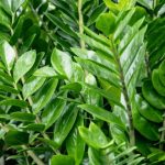 Zamija buja od jednog sastojka iz kuhinje i privlači novac: Ako se širi kao korov, vašoj sreći nema kraja Zamija buja od jednog sastojka iz kuhinje i privlači novac: Ako se širi kao korov, vašoj sreći nema kraja - featured image