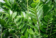 Zamija buja od jednog sastojka iz kuhinje i privlači novac: Ako se širi kao korov, vašoj sreći nema kraja Zamija buja od jednog sastojka iz kuhinje i privlači novac: Ako se širi kao korov, vašoj sreći nema kraja - featured image