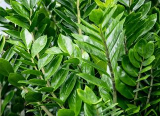 Zamija buja od jednog sastojka iz kuhinje i privlači novac: Ako se širi kao korov, vašoj sreći nema kraja Zamija buja od jednog sastojka iz kuhinje i privlači novac: Ako se širi kao korov, vašoj sreći nema kraja - featured image