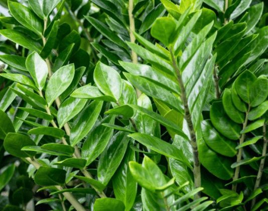 Zamija buja od jednog sastojka iz kuhinje i privlači novac: Ako se širi kao korov, vašoj sreći nema kraja Zamija buja od jednog sastojka iz kuhinje i privlači novac: Ako se širi kao korov, vašoj sreći nema kraja - featured image