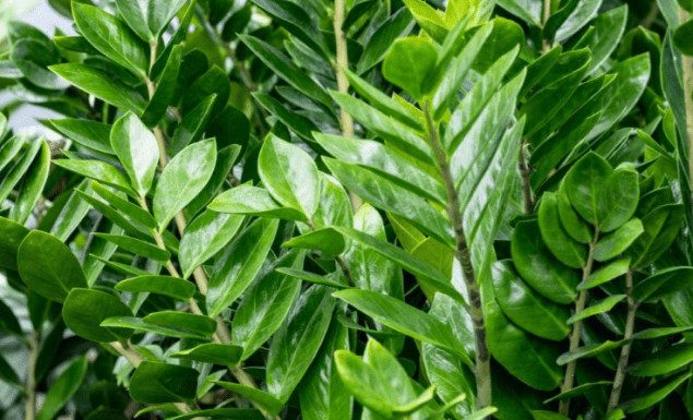 Zamija buja od jednog sastojka iz kuhinje i privlači novac: Ako se širi kao korov, vašoj sreći nema kraja Zamija buja od jednog sastojka iz kuhinje i privlači novac: Ako se širi kao korov, vašoj sreći nema kraja - featured image