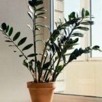 Zamija se ne stavlja bilo gdje: Samo jedno mjesto u d0mu privlači novac i sreću Zamija se ne stavlja bilo gdje: Samo jedno mjesto u d0mu privlači novac i sreću - featured image