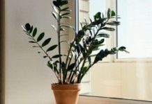 Zamija se ne stavlja bilo gdje: Samo jedno mjesto u d0mu privlači novac i sreću Zamija se ne stavlja bilo gdje: Samo jedno mjesto u d0mu privlači novac i sreću - featured image