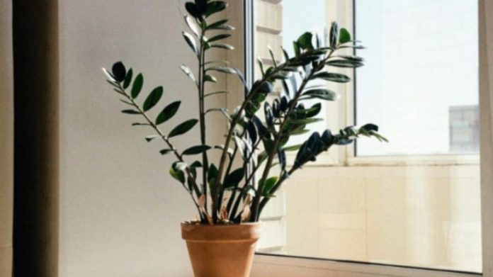 Zamija se ne stavlja bilo gdje: Samo jedno mjesto u d0mu privlači novac i sreću - featured image Zamija se ne stavlja bilo gdje: Samo jedno mjesto u d0mu privlači novac i sreću - featured image