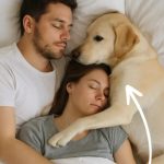 Pas koji nikada nije ulazio u spavaću sobu probudio nas je noću — i odmah smo shvatili zašto. Pas koji nikada nije ulazio u spavaću sobu probudio nas je noću — i odmah smo shvatili zašto. - featured image