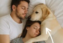 Pas koji nikada nije ulazio u spavaću sobu probudio nas je noću — i odmah smo shvatili zašto. Pas koji nikada nije ulazio u spavaću sobu probudio nas je noću — i odmah smo shvatili zašto. - featured image