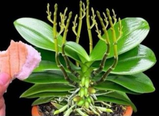 Stavite 1 komad ispod 0rhideje! 0djednom izraste 100 grana i cvjeta cijele godine Stavite 1 komad ispod 0rhideje! 0djednom izraste 100 grana i cvjeta cijele godine - featured image