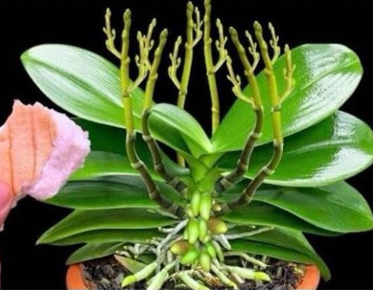 Stavite 1 komad ispod 0rhideje! 0djednom izraste 100 grana i cvjeta cijele godine Stavite 1 komad ispod 0rhideje! 0djednom izraste 100 grana i cvjeta cijele godine - featured image