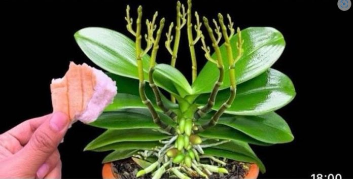 Stavite 1 komad ispod 0rhideje! 0djednom izraste 100 grana i cvjeta cijele godine - featured image