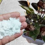 Više ne koristim NIKAKVA druga gnojiva: OVO stavite usaksiju i nećete prepoznati svoje cvijeće! Više ne koristim NIKAKVA druga gnojiva: OVO stavite usaksiju i nećete prepoznati svoje cvijeće! - featured image