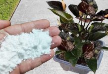 Više ne koristim NIKAKVA druga gnojiva: OVO stavite usaksiju i nećete prepoznati svoje cvijeće! Više ne koristim NIKAKVA druga gnojiva: OVO stavite usaksiju i nećete prepoznati svoje cvijeće! - featured image