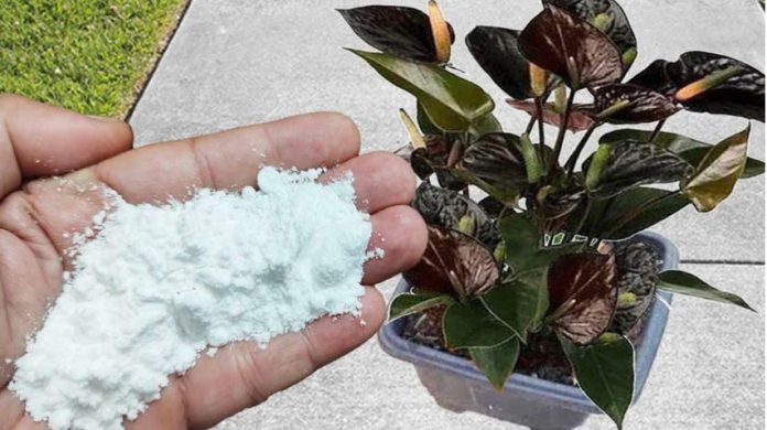 Više ne koristim NIKAKVA druga gnojiva: OVO stavite usaksiju i nećete prepoznati svoje cvijeće! - featured image Više ne koristim NIKAKVA druga gnojiva: OVO stavite usaksiju i nećete prepoznati svoje cvijeće! - featured image