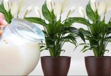 Samo 1 šoljica će bukvalno učiniti da SPATIFILUM eksplodira: Nikada prije niste vidjeli toliko cvijeća i novih listova! Samo 1 šoljica će bukvalno učiniti da SPATIFILUM eksplodira: Nikada prije niste vidjeli toliko cvijeća i novih listova! - featured image