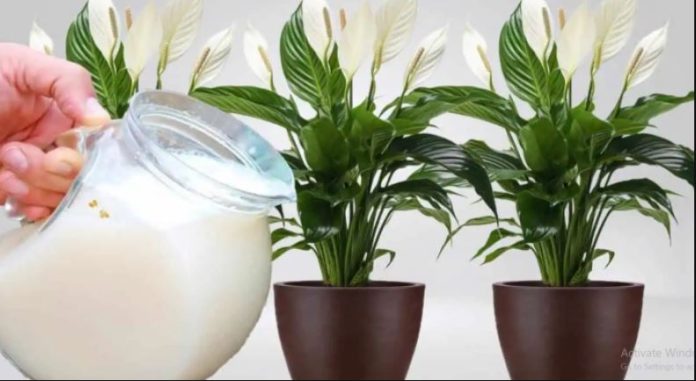 Samo 1 šoljica će bukvalno učiniti da SPATIFILUM eksplodira: Nikada prije niste vidjeli toliko cvijeća i novih listova! - featured image Samo 1 šoljica će bukvalno učiniti da SPATIFILUM eksplodira: Nikada prije niste vidjeli toliko cvijeća i novih listova! - featured image