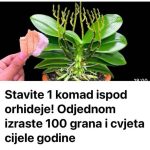 Jedan trik za bujno cvjetanje orhideja: Stavite ovo ispod biljke i uživajte u cvjetanju cijele godine!