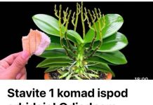 Jedan trik za bujno cvjetanje orhideja: Stavite ovo ispod biljke i uživajte u cvjetanju cijele godine!