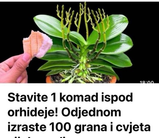 Jedan trik za bujno cvjetanje orhideja: Stavite ovo ispod biljke i uživajte u cvjetanju cijele godine!