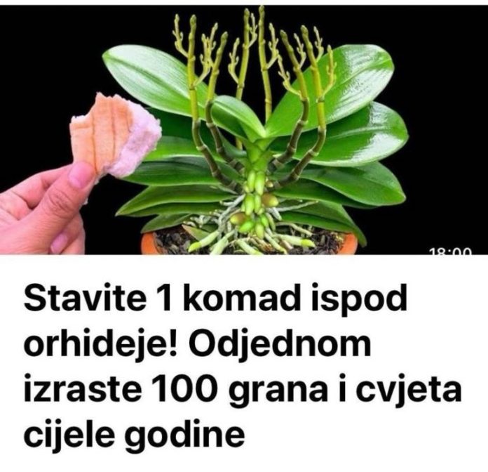 472109828_955908113299781_3106559739863466736_n-768x742