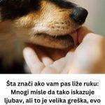 „Zašto pas liže ruku: 8 najčešćih razloga i kako razumjeti ovaj gest“