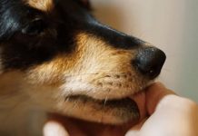 „Zašto pas liže ruku: 8 najčešćih razloga i kako razumjeti ovaj gest“