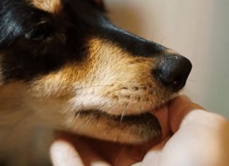 „Zašto pas liže ruku: 8 najčešćih razloga i kako razumjeti ovaj gest“